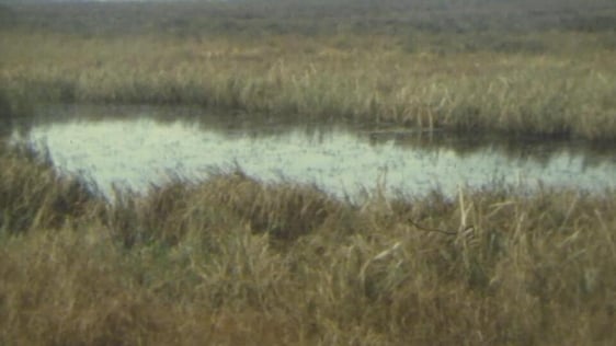 Clara Bog, 1983