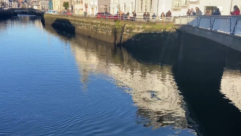 Crowds gather along the quay rails to see the pod of dolphins