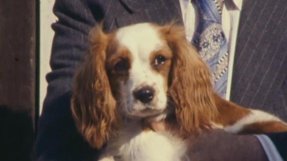 Dog in DSPCA shelter (1978)