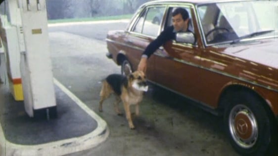 Tara the German Shepherd dog at work in the Knock Road Filling Station in Belfast., 1979
