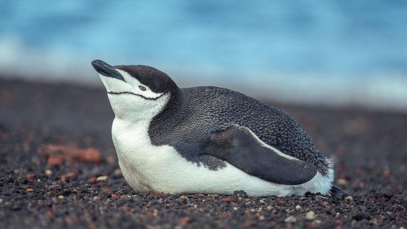 Chinstrap penguins take thousands of naps every day