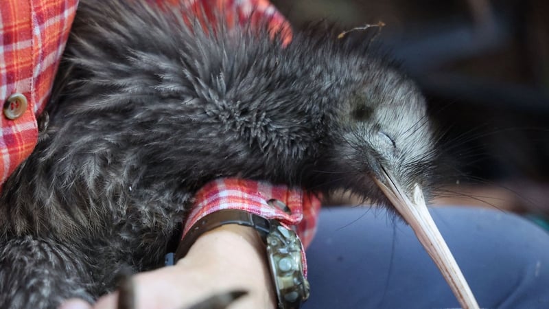 A member of the Capital Kiwi Project holding a male kiwi in this file photo from April