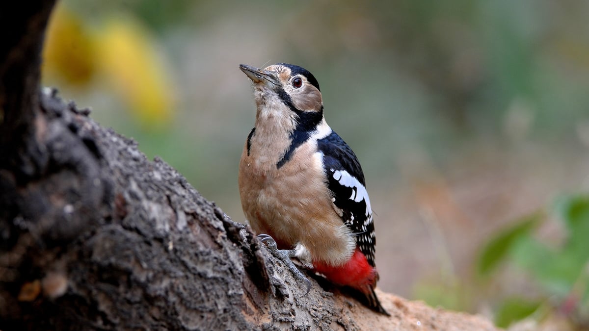 Mooney Goes Wild Monday 4 December 2023