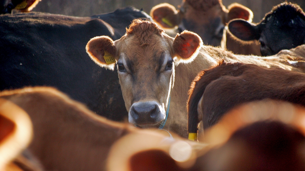 Government to spend over 50 million euro on eradication of Bovine Tuberculosis