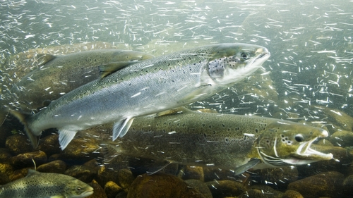Atlantic Salmon is among those at risk