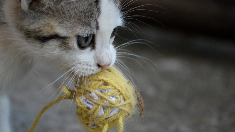 Researchers believe the behaviour is instinctive - often happening without any formal training