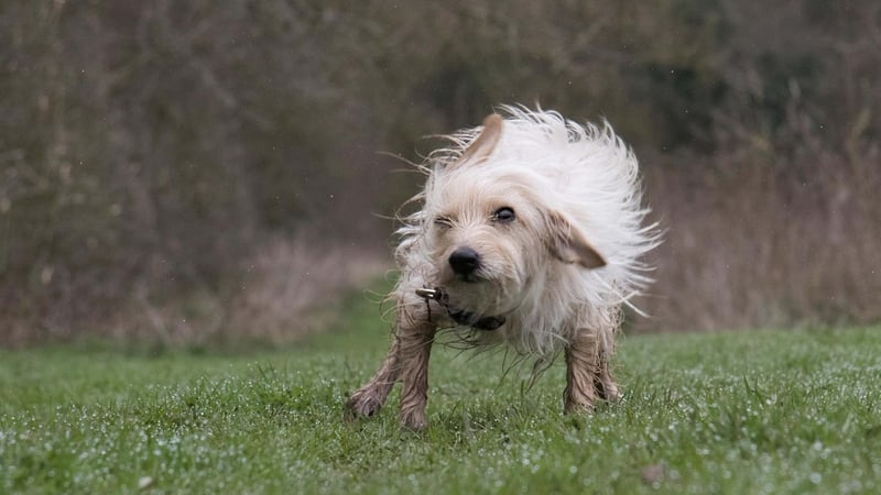 The Dogs Trust and TV's Queen of Clean Lynsey Crombie share tips on stopping dogs bringing dirt into your home – and cleaning it if they do.