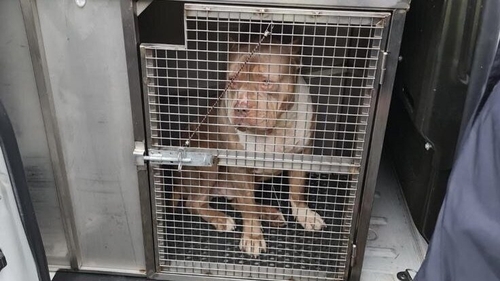 Four XL bully dogs were seized in the raids (Photo courtesy of An Garda Síochána)