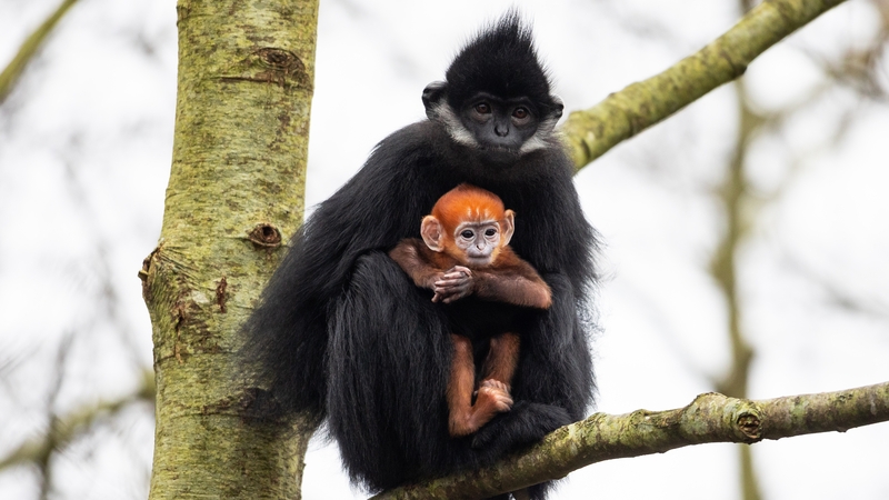 Baby François' langur monkey with striking orange colouring, stands out against the contrasting black fur of the adults (Photo: Darragh Kane)