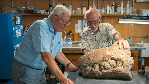 Attenborough and the Giant Sea Monster will air at 8:00pm on 1 January on BBC One