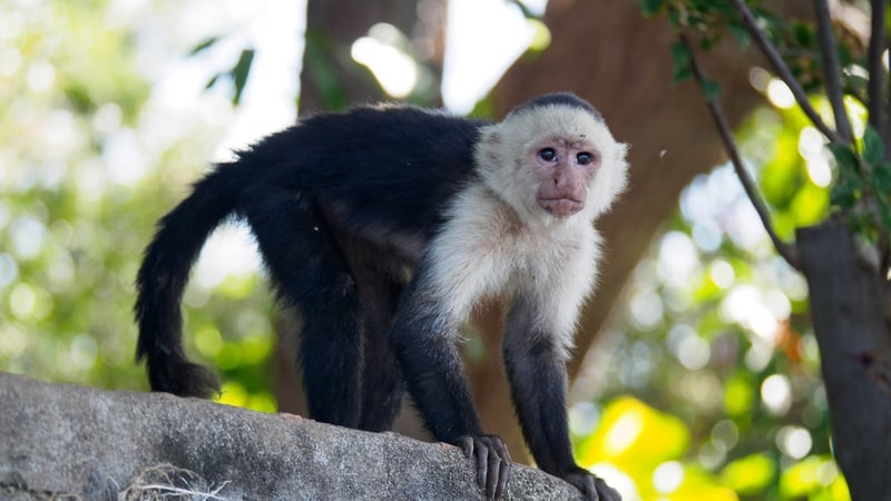A capuchin monkey has escaped the Monkey Sanctuary Ireland in Co Wicklow (Stock Image)