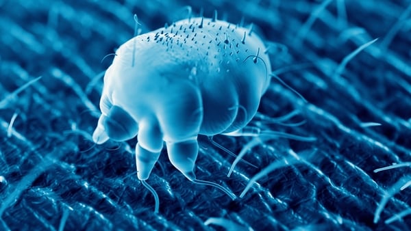 Dr Illona Duffy talks to Claire Byrne about treating scabies