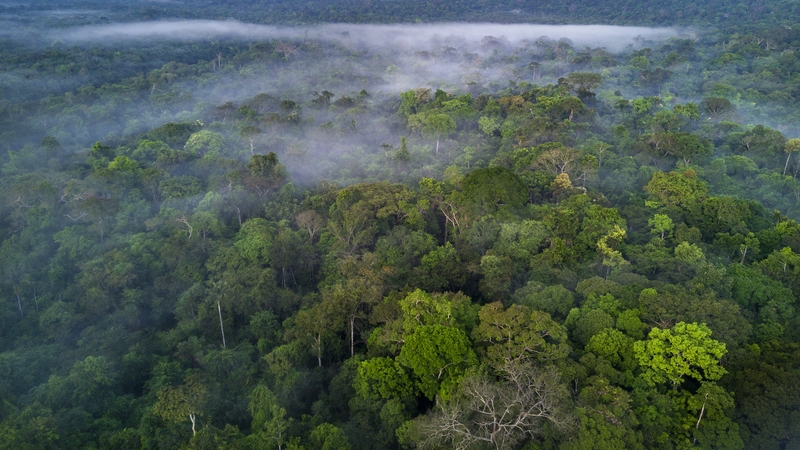 The Amazon's carbon-absorbing trees play a vital role in curbing climate change