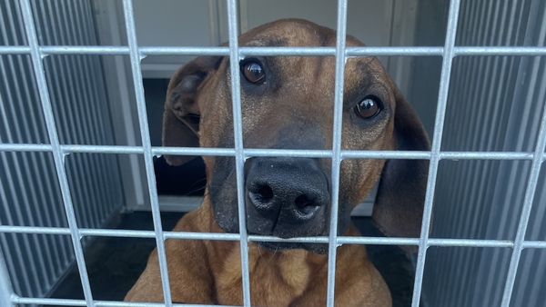 The ISPCA said it has to be very selective and can only take the worst cases