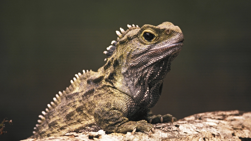 Police said the captured reptiles were 'kept in poor conditions' before they were 'bound in small containers' to be sold in Hong Kong (Stock image)