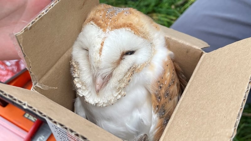In Northern Ireland, barn owl eggs are typically laid in April, with chicks normally fledging in June or July