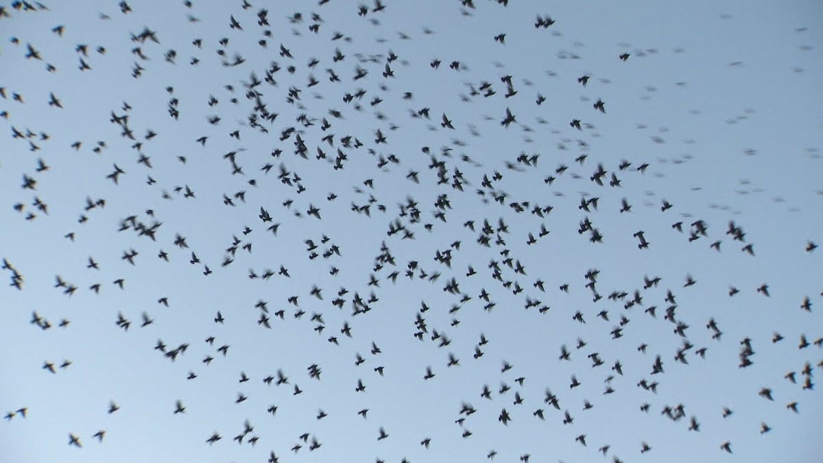 Limerick area, home of large flock of starlings, becomes unlikely tourist destination