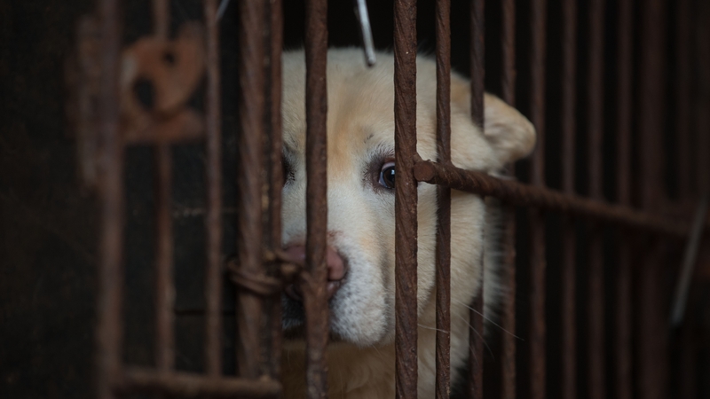 Activists say most dogs are electrocuted or hanged when slaughtered for meat, though breeders and traders argue there has been progress in making the slaughtering more humane (File image)