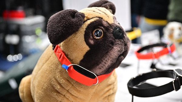 The Minitailz, a smart collar for dogs and cats from Inoxia, on display at CES 2024 in Las Vegas