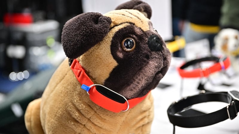 The Minitailz, a smart collar for dogs and cats from Inoxia, on display at CES 2024 in Las Vegas