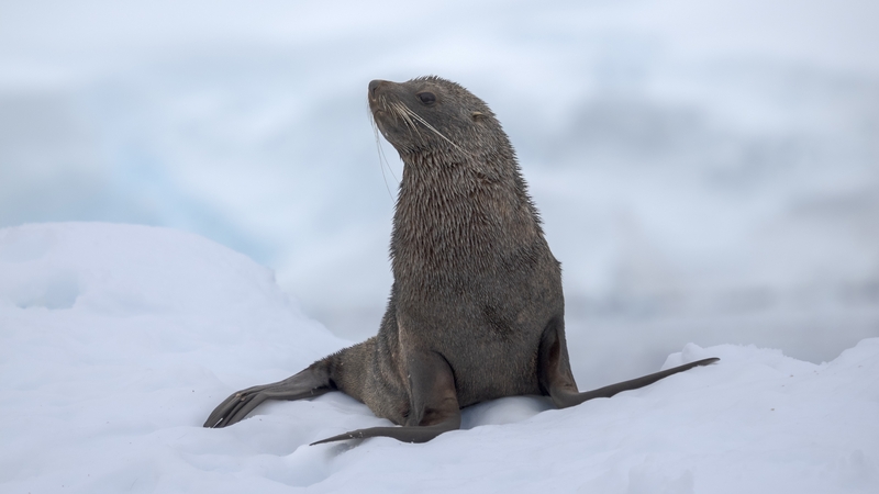 A fur seal in Antarctica - bird flu has made its way into the seal population there