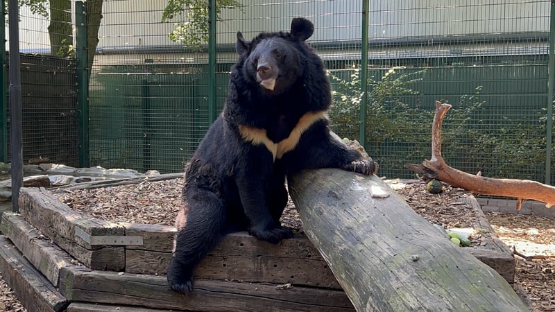 Yampil was one of the few animals to survive at the zoo following the invasion