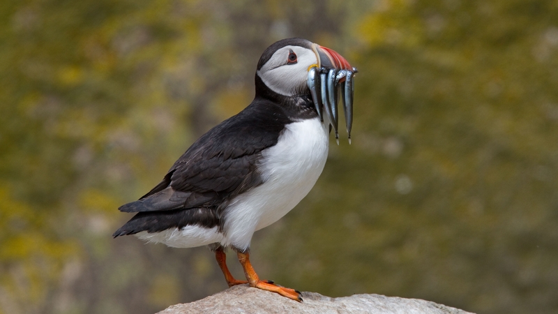 A puffin pictured on the Saltee Islands off Wexford