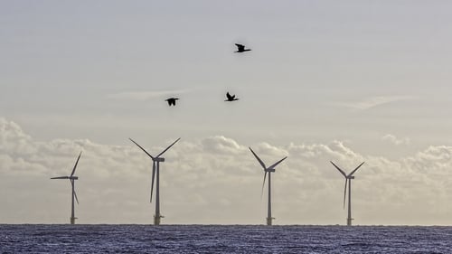 One of the main risks to seabirds from offshore wind farms (OWFs) is collision with turbines, resulting in death. Photo: Getty Images