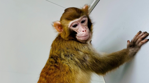 ReTro was born following a gestation period of 157 days (Pic: Nature Communications)