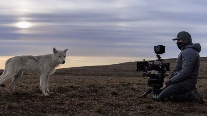 Camera operator John Shier meets an Arctic wolf in Planet Earth III. Photo: BBC Studios/© Ronan Donovan