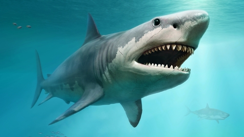 A 3D illustration of a Megalodon from prehistoric times