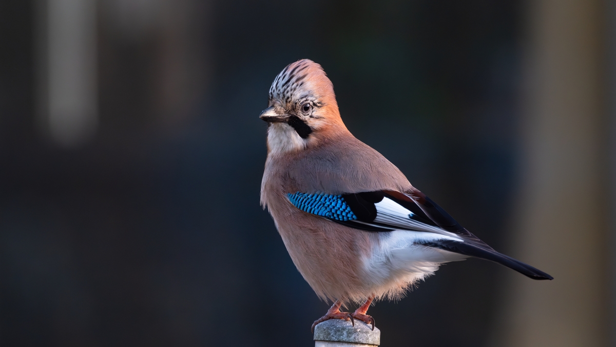 Jays and acorns: a never-ending natural cycle