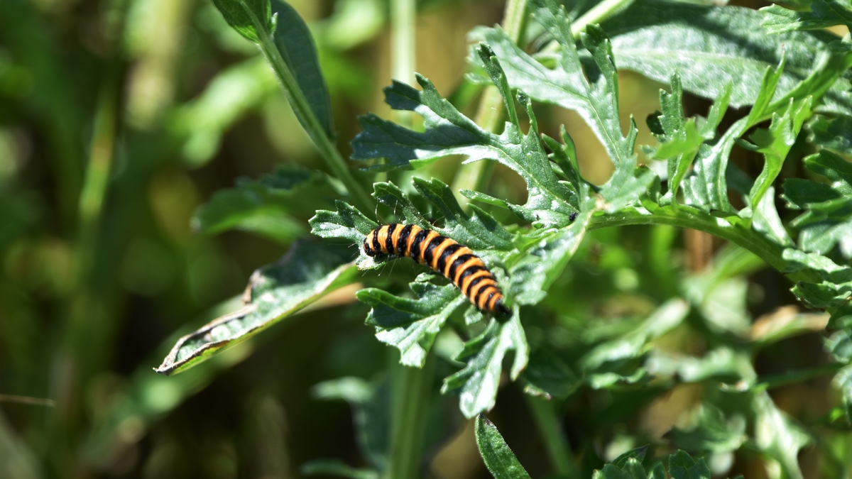 Mooney Goes Wild Monday 22 January 2024