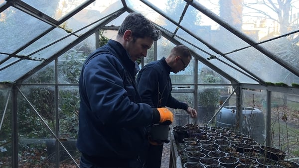 Mark Loughran and John Parnell tend to the baby birch trees