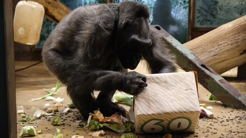 Her death was announced just months after the zoo marked her 60th birthday (pic: Belfast Zoo)