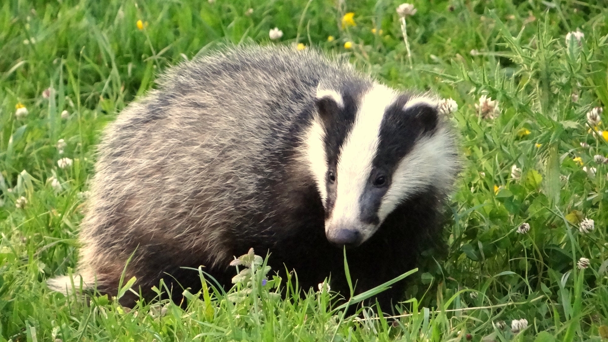 Suspected badger baiting discovered in Co. Limerick
