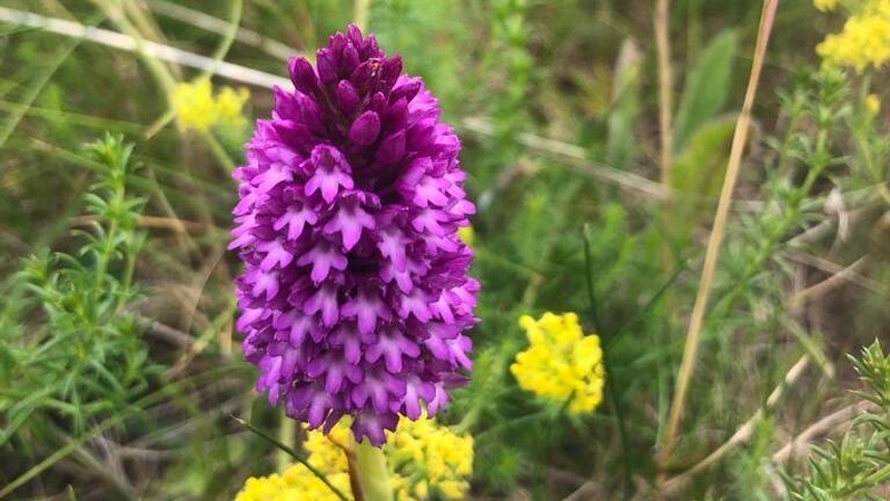 Magairlín na stuaice faoi bhláth i ndumhach, mar ar dual dó (Leis an údar/RTÉ an pictiúr)