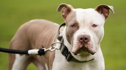 The Government confirmed last month it is to ban XL bully dogs starting this October (Stock image)