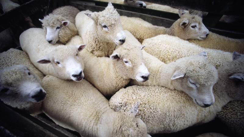 The animals have been on the vessel since 5 January (Stock image)