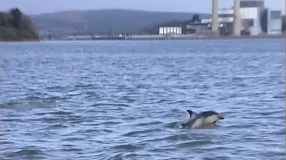 Waterford Estuary dolphins, 2004