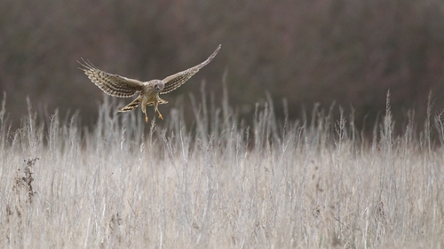The NPWS found a 'maximum of 106 breeding pairs'