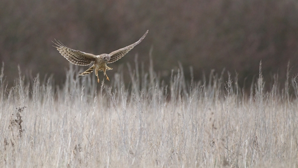 The NPWS found a 'maximum of 106 breeding pairs'