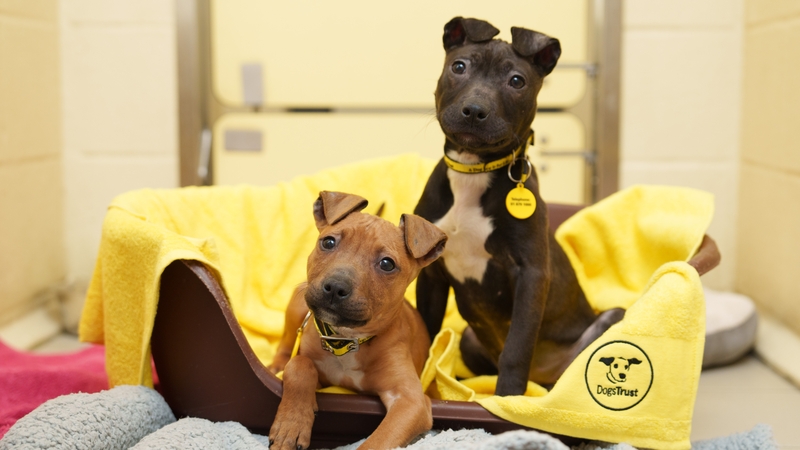 Puppies Star and Winnie are recovering after they were found dumped in a bog
