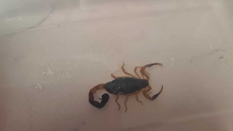 'Kenny' made the long journey from Kenya hidden in Lorraine Dempsey's luggage