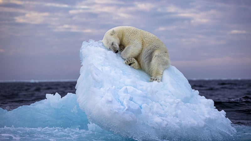 Undated handout photo issued by Natural History Museum of Ice Bed by Nima Sarikhani, UK, of a polar bear in Norway's Svalbard archipelago, which voted as winner for the Wildlife Photographer of the Year People's Choice Award