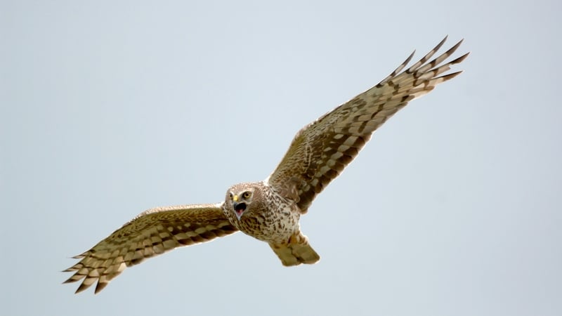 There has been a locally-led scheme in place for years to provide financial support to farmers who take action to protect hen harrier populations (Credit: Birdwatch Ireland)