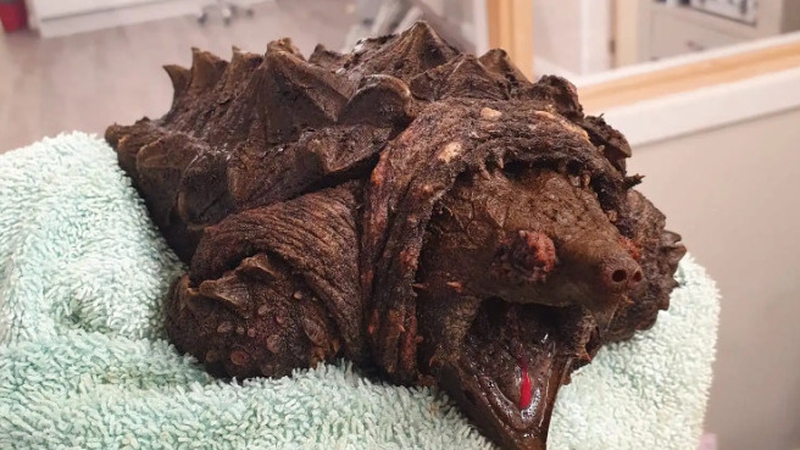 'Fluffy' is believed to have been abandoned by an exotic pet owner