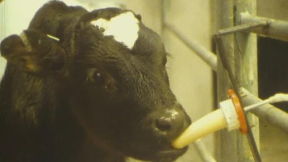 Calf Feeding System, 1984