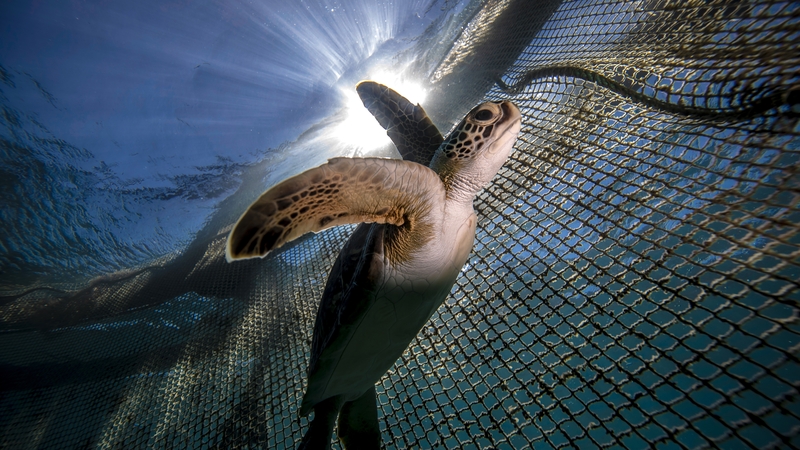 The loggerhead turtle is among the iconic species that make some of the most extraordinary journeys across the planet