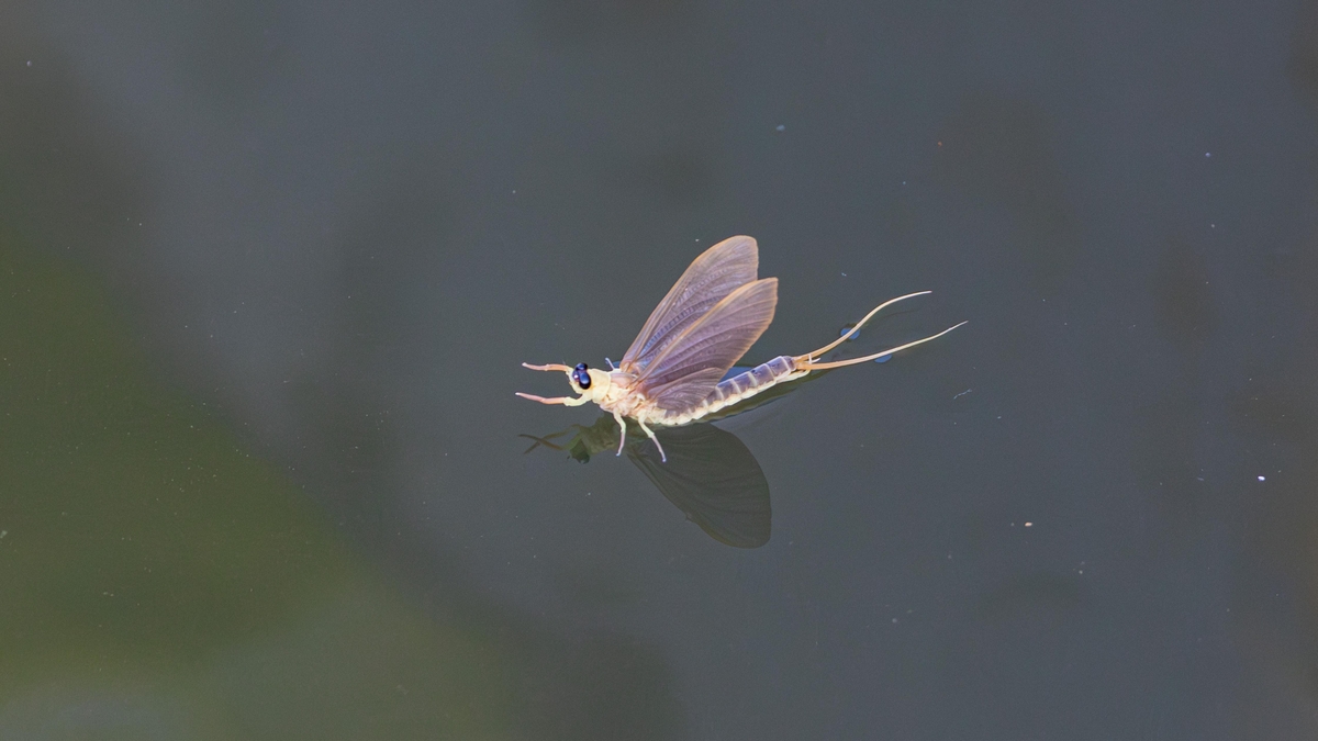 Mayflies on Lough Carra